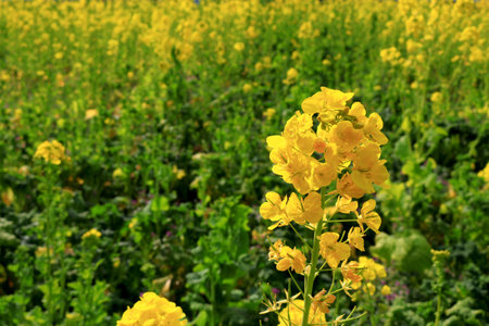 Spring landscape with canola flower spreading