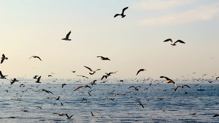 Flock of seagulls flying above the seaの写真素材
