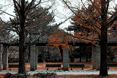 autumn park lined with wooden benchesの写真素材