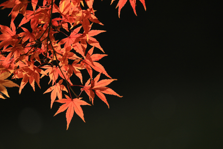 View of reddish Japanese maple leaves and sparkling waterの写真素材