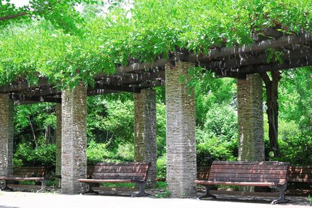 Park bench with trees rich in green leaves in early summerの写真素材