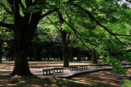 Summer park landscape with abundant greenery of treesの写真素材
