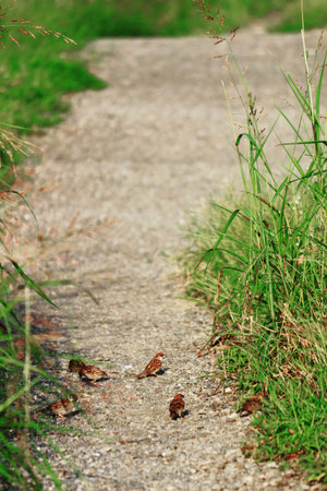 Path of plexus where sparrows gatherの写真素材
