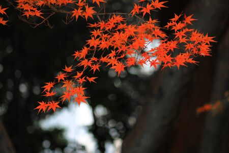 Japanese maple scene that turned red in autumnの写真素材