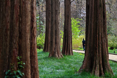 Men strolling on a forest park promenadeの写真素材