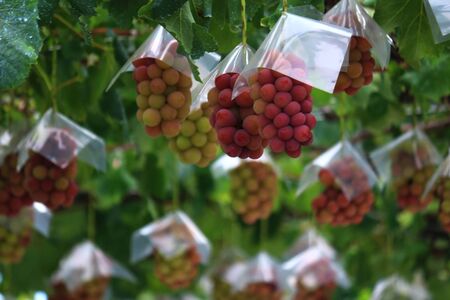 Japanese autumn vineyard landscape with big ripe red grapesの写真素材