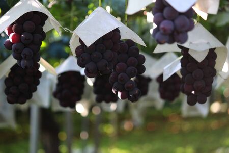 Japanese autumn vineyard landscape with large grown grapesの写真素材