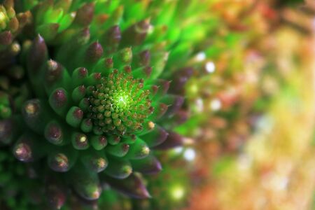 A close up photo of a glamorous and sexy succulent plant 'Sedum'の写真素材