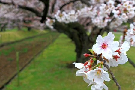 Cherry blossoms blooming in spring in Japan