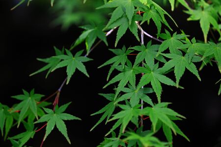 Close up photo of lush maple leaves in the fresh green seasonの写真素材