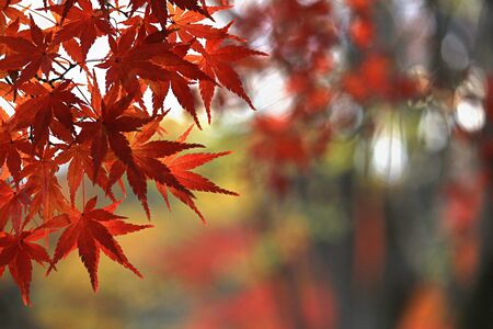 Close up photo of a maple leaf that turned red in autumn seasonの写真素材