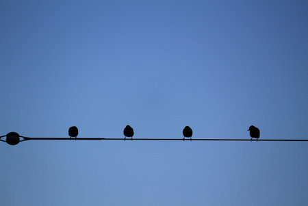 A flock of pigeons standing side by side on an electric wire waiting for the dawn
