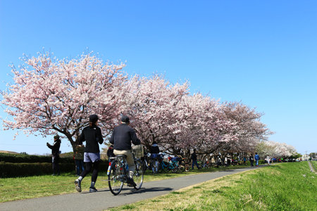 March 25, 2018 Kawasaki City, Kanagawa Prefecture, Japan
Scenery where people enjoy cherry blossom viewing on a cycling road on the bank of the Tama River with rows of cherry blossom treesのeditorial素材