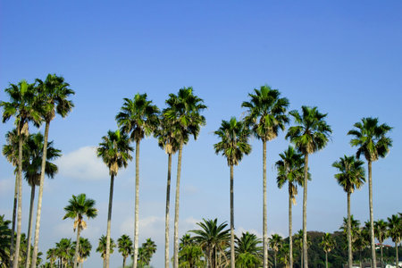 Palm trees under the blue sky of a beach resort
