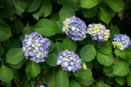 Hydrangea flowers blooming in the rainy season in Japan