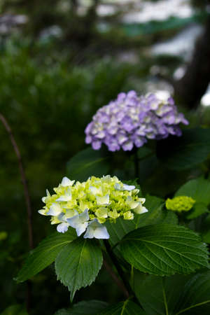 Hydrangea flowers blooming in the rainy season in Japanの写真素材
