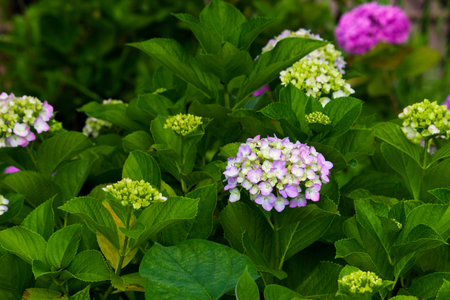 Hydrangea flowers blooming in the rainy season in Japan