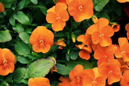 Brightly colored pansy flowers in full bloom