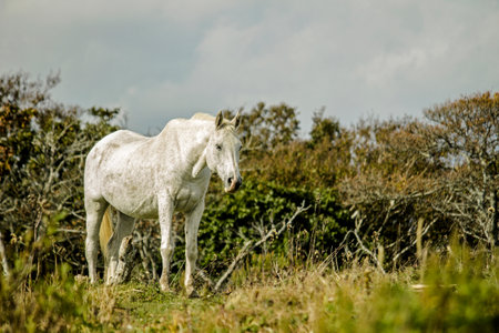 An aging white horse standing in a austere grasslandの写真素材