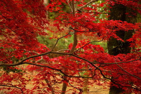 Autumn park with bright red maple leaves