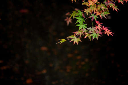 Close up photo of a maple leaf that turned red in autumn seasonの写真素材