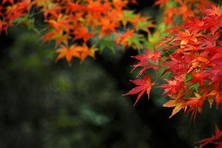 Close up photo of a maple leaf that turned red in autumn season