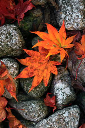 Orange maple leaves that fell on the paving stones