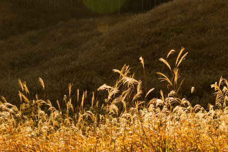 Japanese pampas grass grassland that shines golden in the morning sun