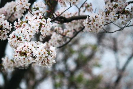 Close up photo of cherry blossoms