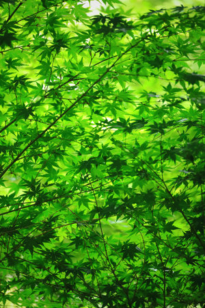 Photo for background material of fresh green maple leaves with beautiful green gradationの写真素材