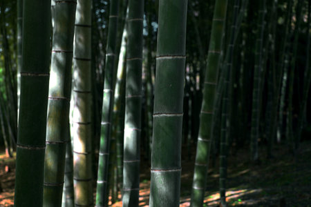 Japanese bamboo grove as a background material