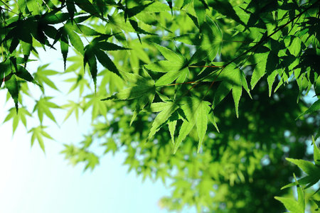 Fresh green maple leaves that overlap like a canopy under the clear blue sky