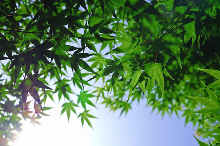 Fresh green maple leaves that overlap like a canopy under the clear blue sky