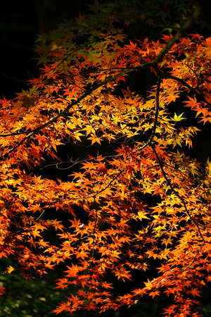 Background material photo of Japanese maple with autumn leaves shining in the autumn sunlightの写真素材
