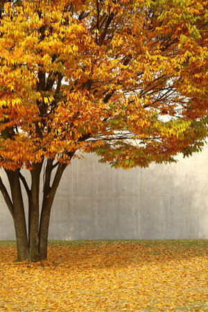 A yellow leaved zelkova tree that shines in the autumn town