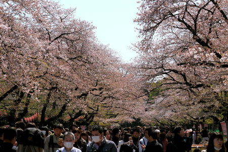 March 31, 2018 Taito Ward, Tokyo, Japan
A view of the cherry blossom tree-lined road in Ueno Park, a popular spot for cherry blossom viewing with many peopleのeditorial素材