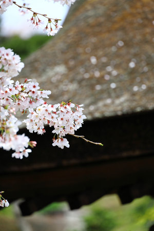 Scenery of Kamakura, Japan, Cherry blossoms and eaves of thatched roofの写真素材