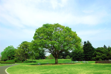 A large zelkova tree with fresh green leaves in spring parkの写真素材