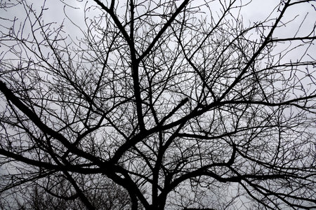 Monochrome photo of cloudy sky and leafless treeの写真素材