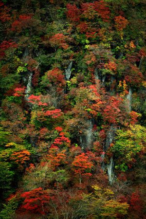 Autumn leaves in Japan, scenery of mountains in Nikko like a paintingの写真素材