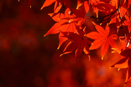 Close up photo of a maple leaf that turned red in autumn seasonの写真素材