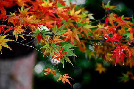 Close up photo of a maple leaf that turned red in autumn seasonの写真素材