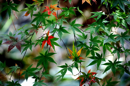 Close up photo of a maple leaf that turned red in autumn season