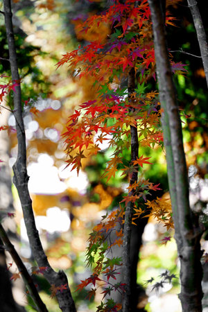 Autumn Japanese garden where the leaves of the Japanese maple begin to turn redの写真素材
