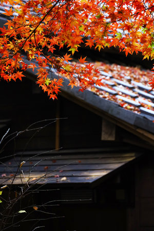 Red Japanese maples brighten up the garden of an old Japanese houseの写真素材