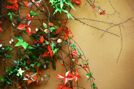 Autumn scenery in the city with ivy covered in red leaves intertwined with terracotta-colored wallsの写真素材