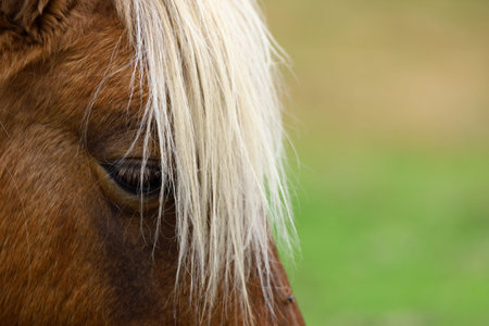 Portrait of a gentle horse's faceの写真素材