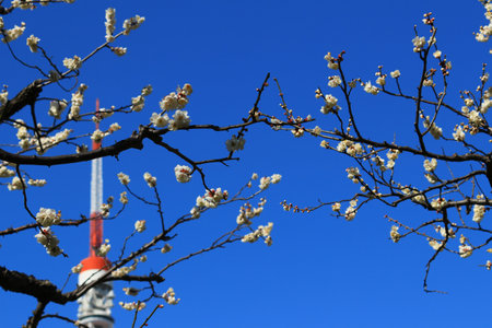 Beautiful Japanese scenery "Plum blossoms blooming in spring"の写真素材