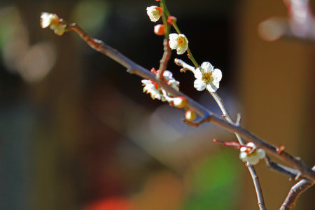 Beautiful Japanese scenery "Plum blossoms blooming in spring"の写真素材