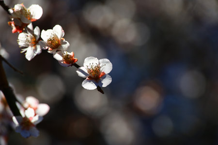 Beautiful Japanese scenery "Plum blossoms blooming in spring"の写真素材